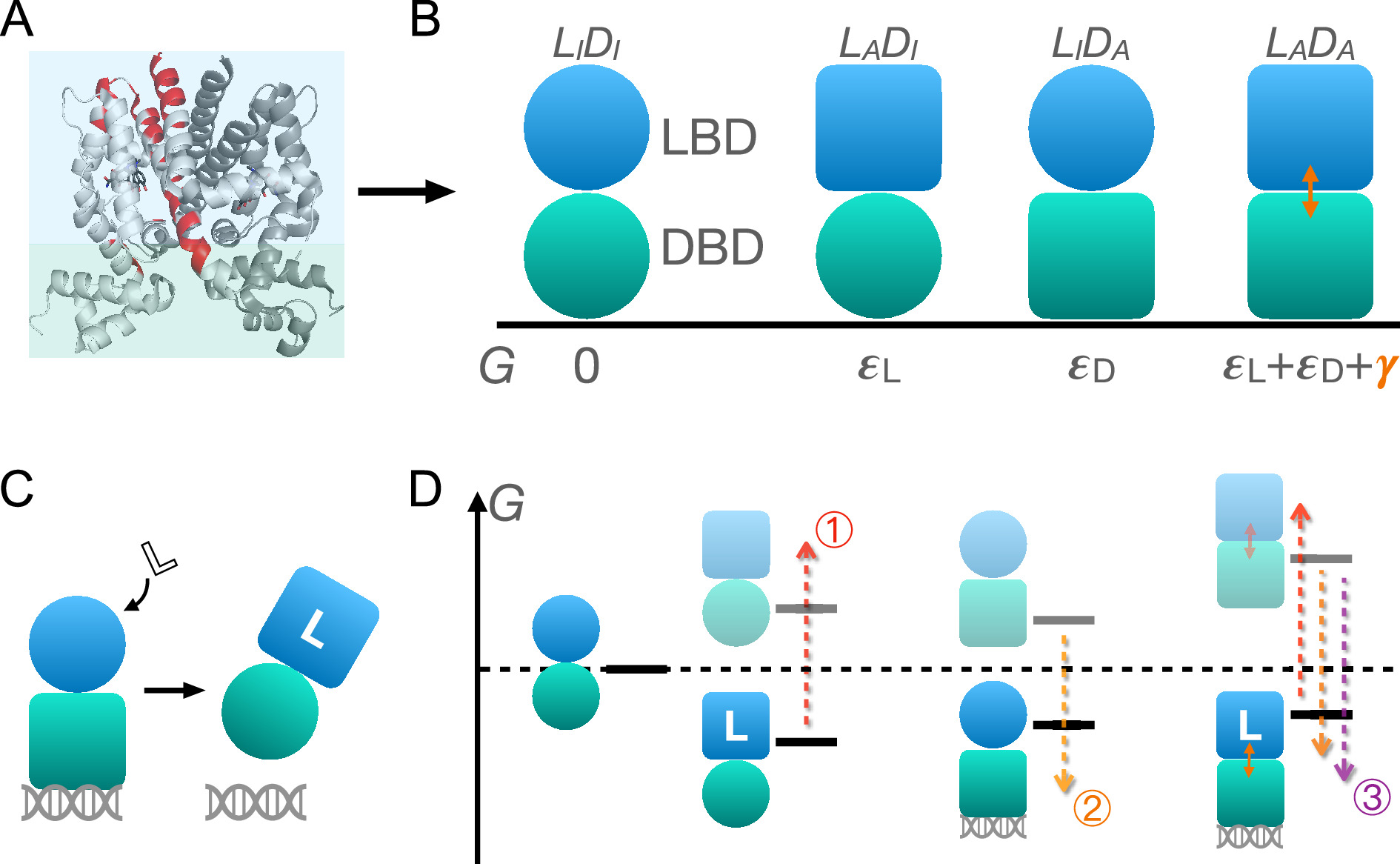 Two Domain Model A parameterized two-domain thermodynamic model explains diverse ...