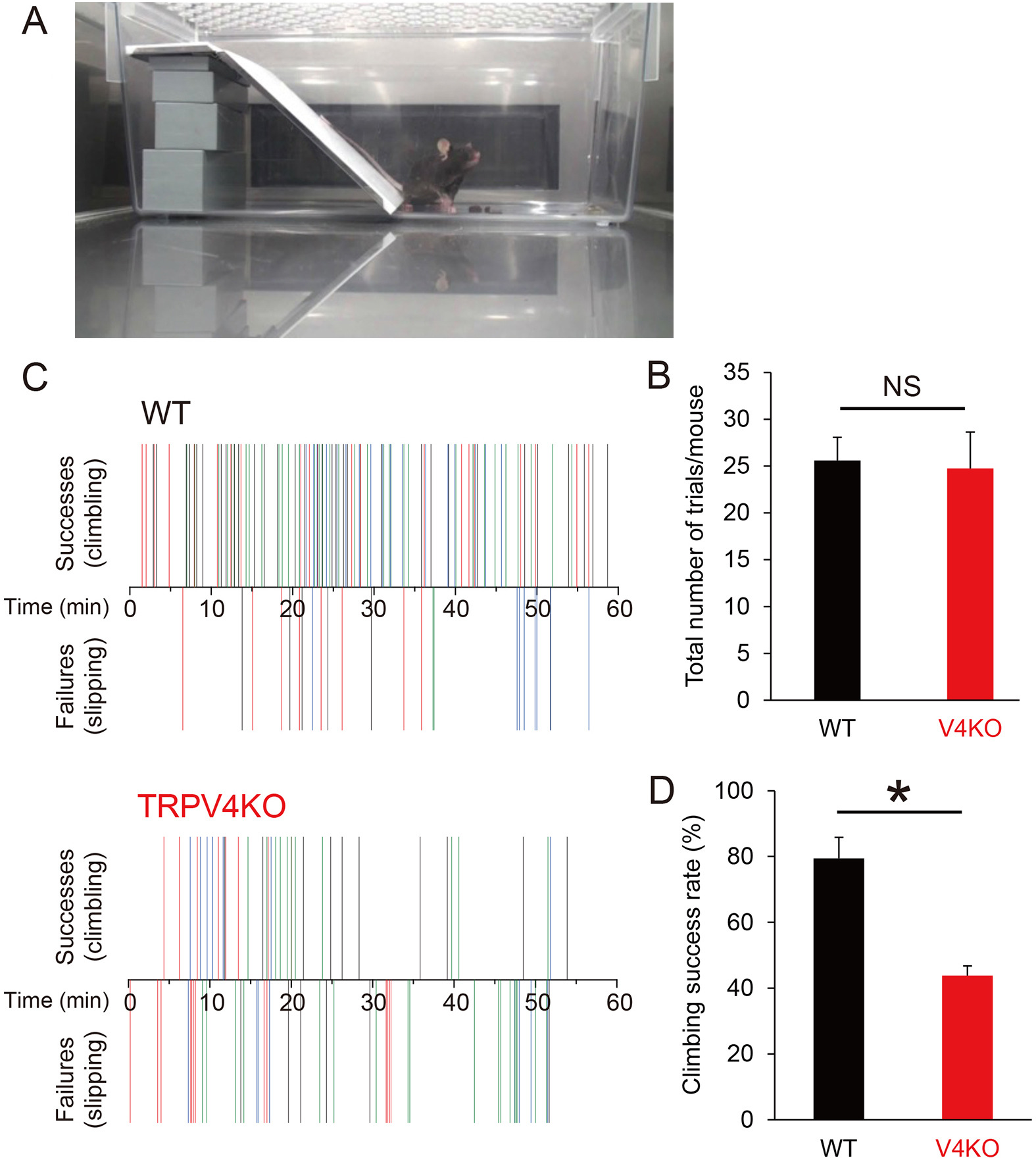Involvement of TRPV4 in temperature-dependent perspiration in mice ...