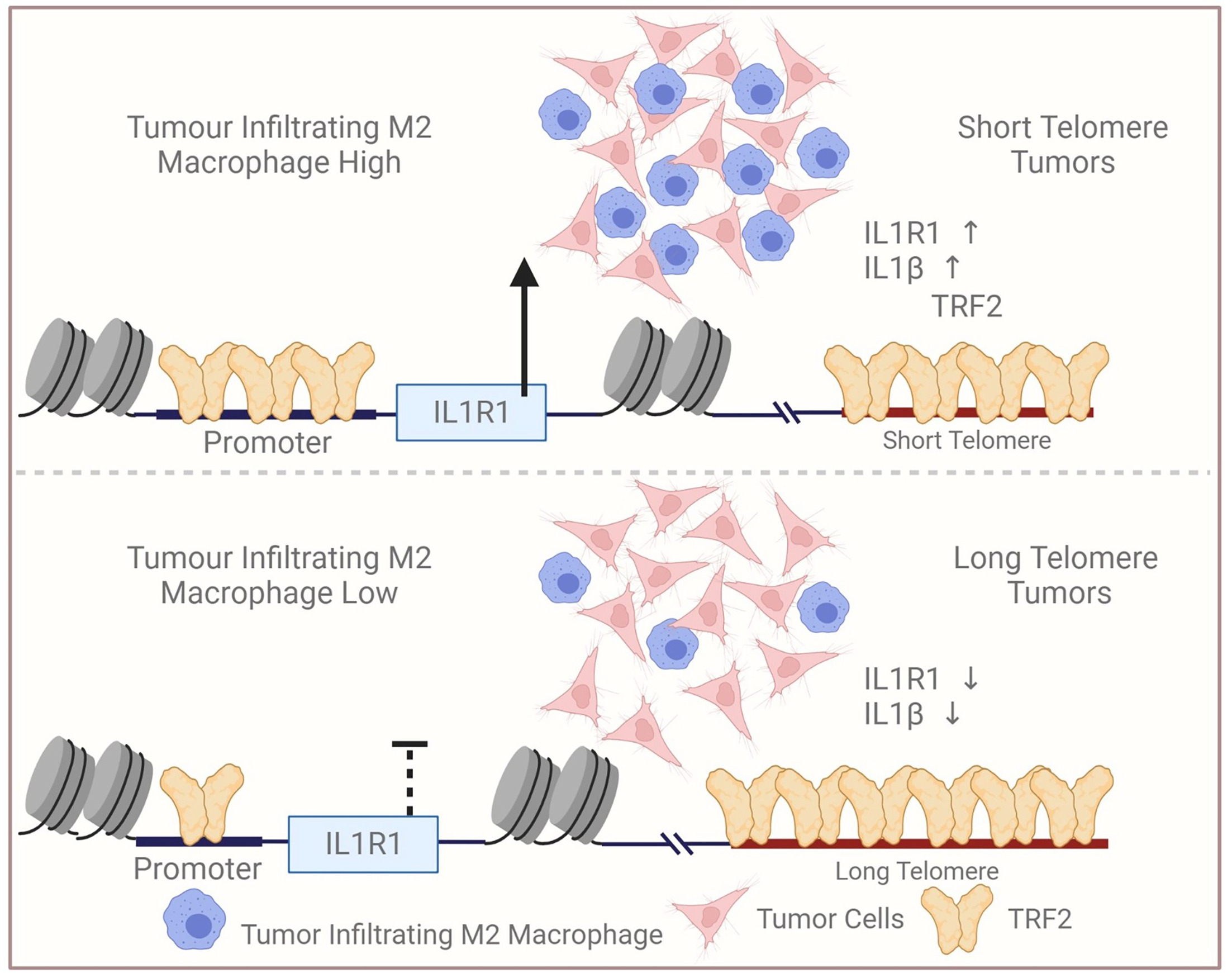Telomere length sensitive regulation of interleukin receptor 1 type 1 ...