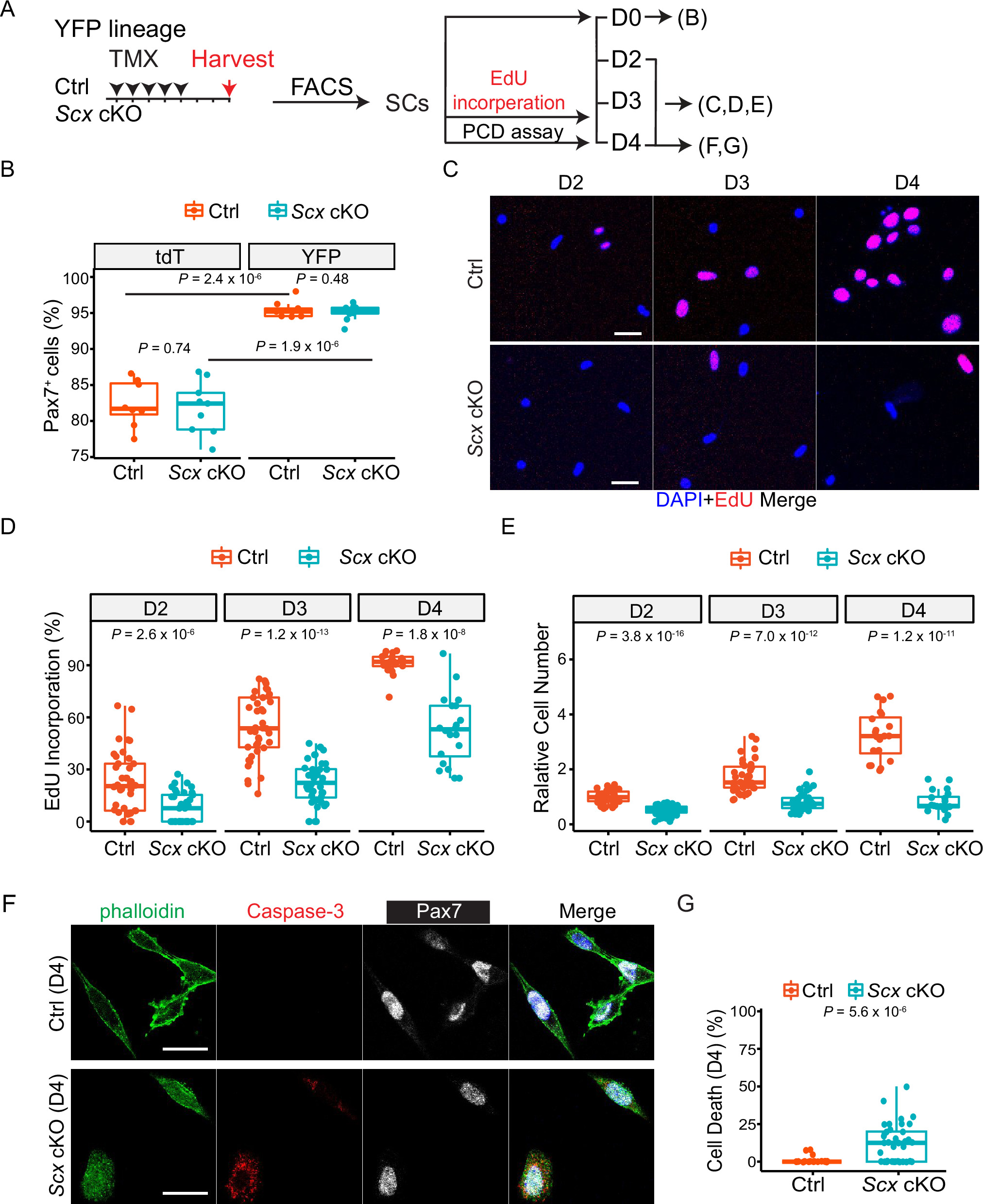 Mouse skeletal muscle satellite cells co-opt the tenogenic gene ...