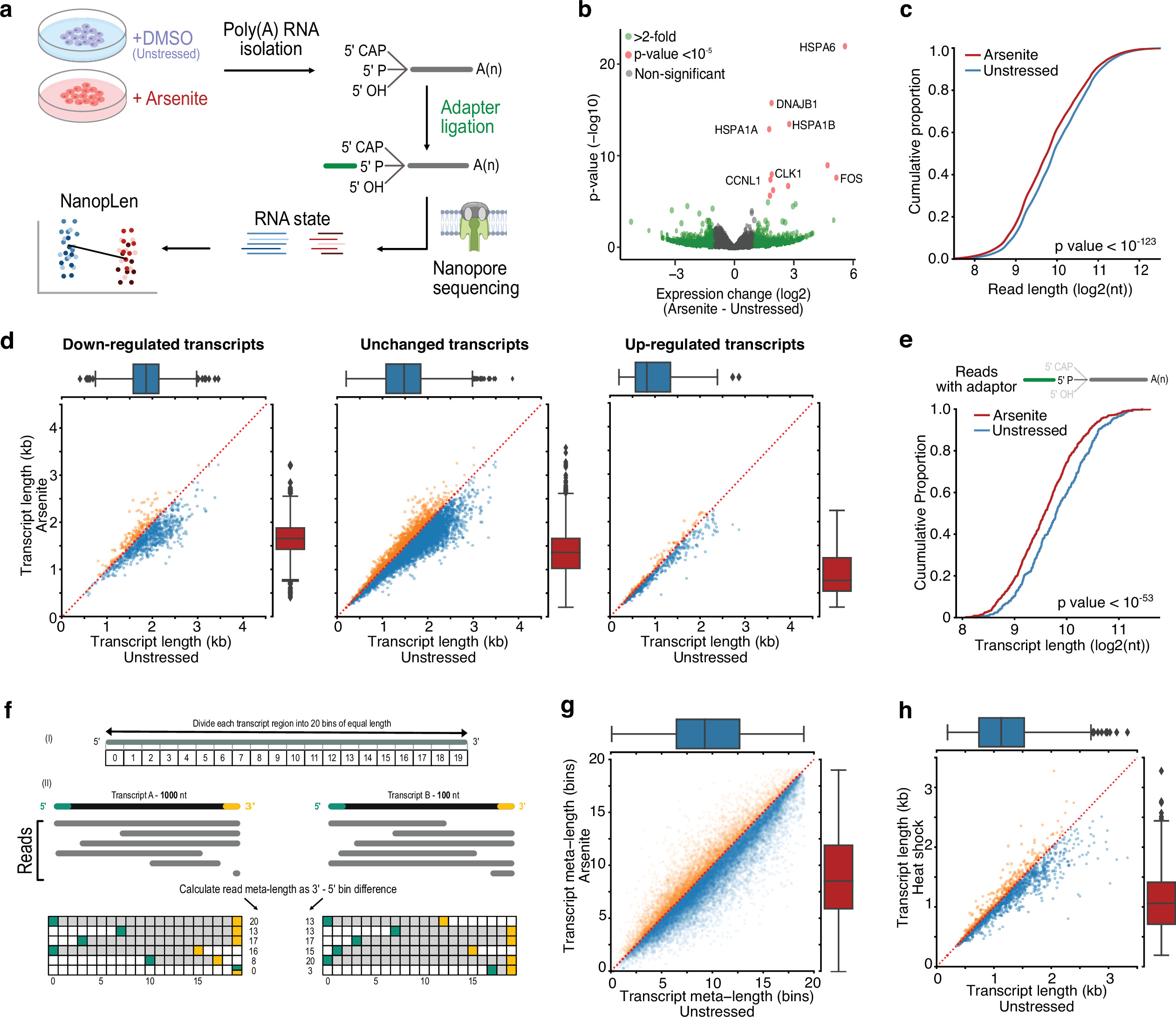 Full-length direct RNA sequencing uncovers stress granule-dependent RNA ...