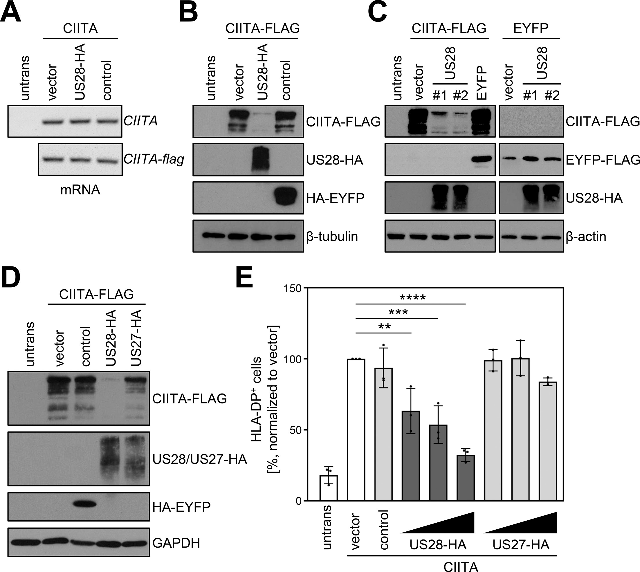 The human cytomegalovirus-encoded pUS28 antagonizes CD4+ T cell ...