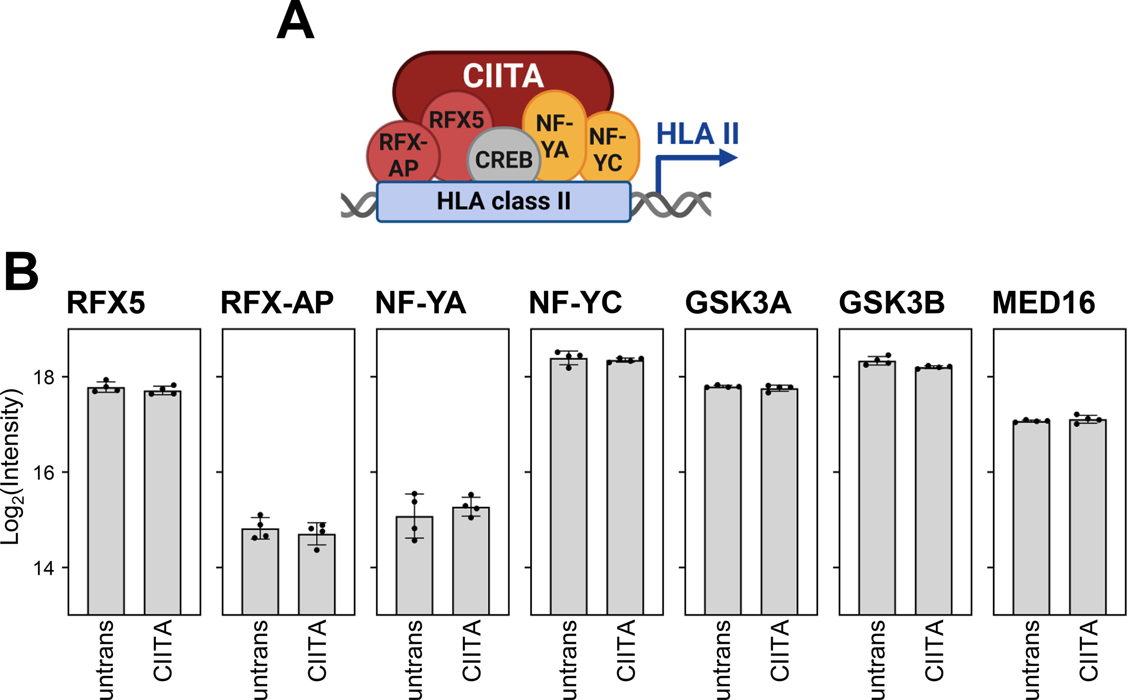 The human cytomegalovirus-encoded pUS28 antagonizes CD4+ T cell ...