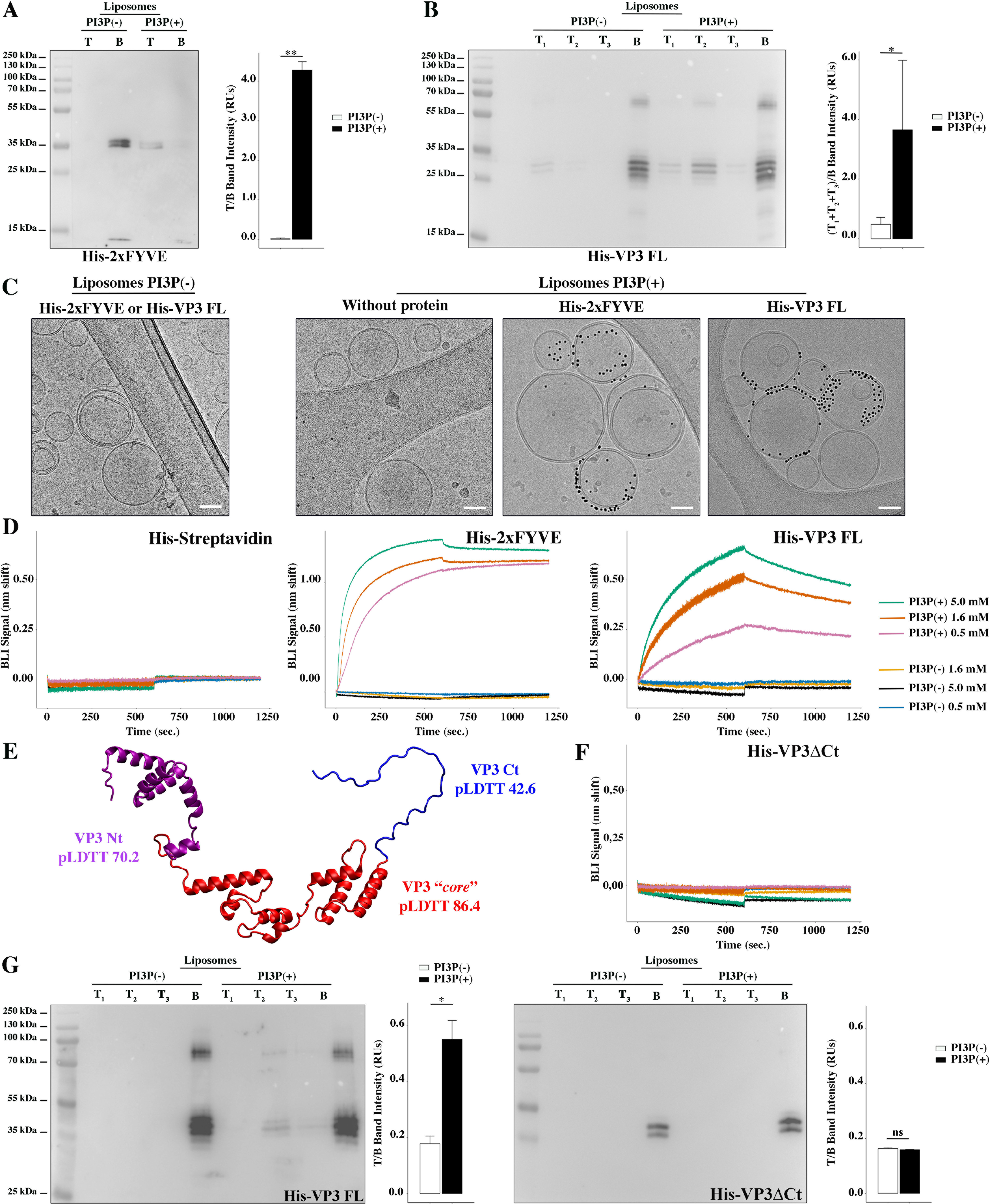 Fail Vp3 On the role of VP3-PI3P interaction in birnavirus endosomal membrane ...