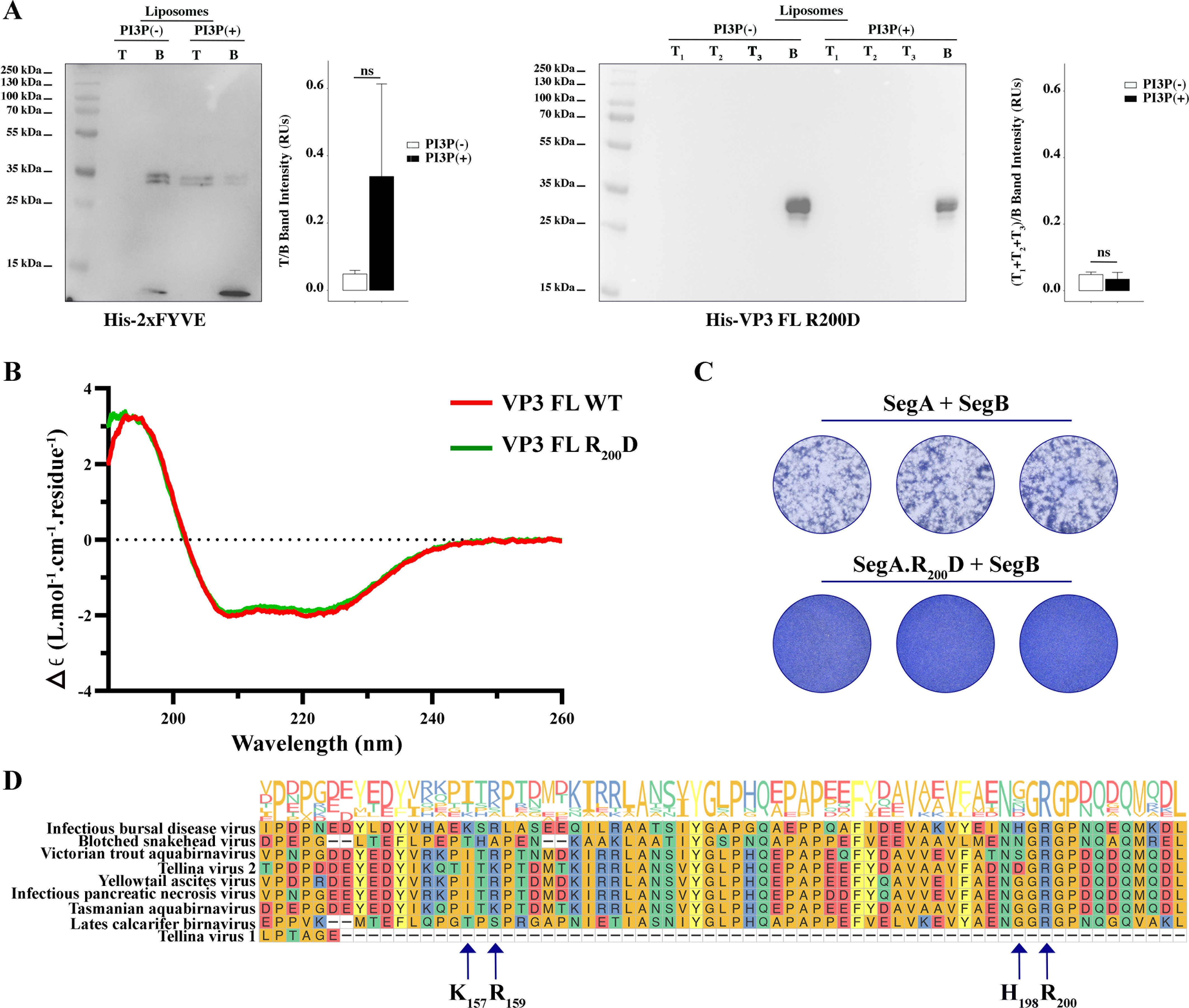 Fail Vp3 On the role of VP3-PI3P interaction in birnavirus endosomal membrane ...
