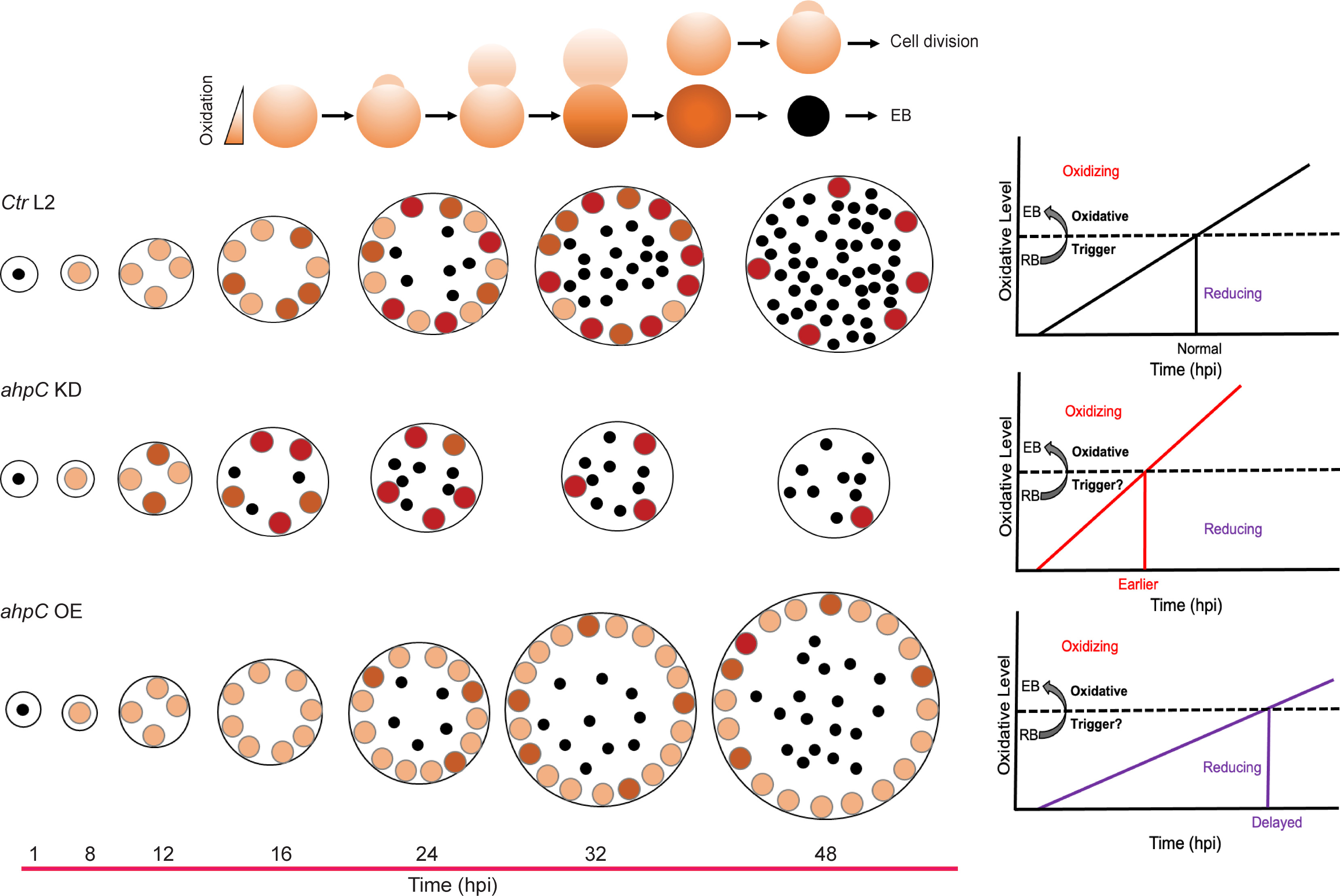 Altering the redox status of Chlamydia trachomatis directly impacts its ...