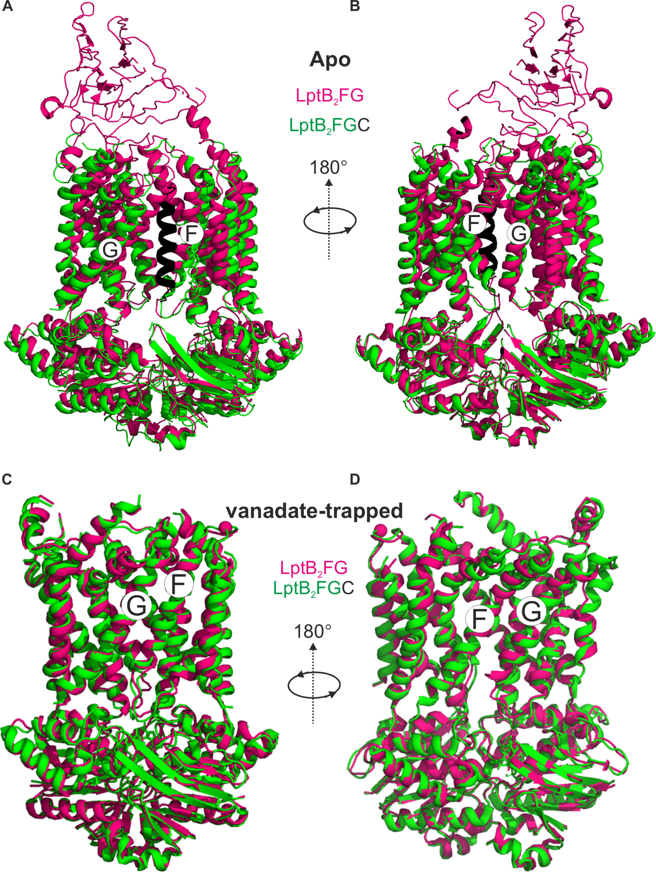 Lptc Protein Pdb Dynamic basis of lipopolysaccharide export by LptB2FGC | eLife Lens